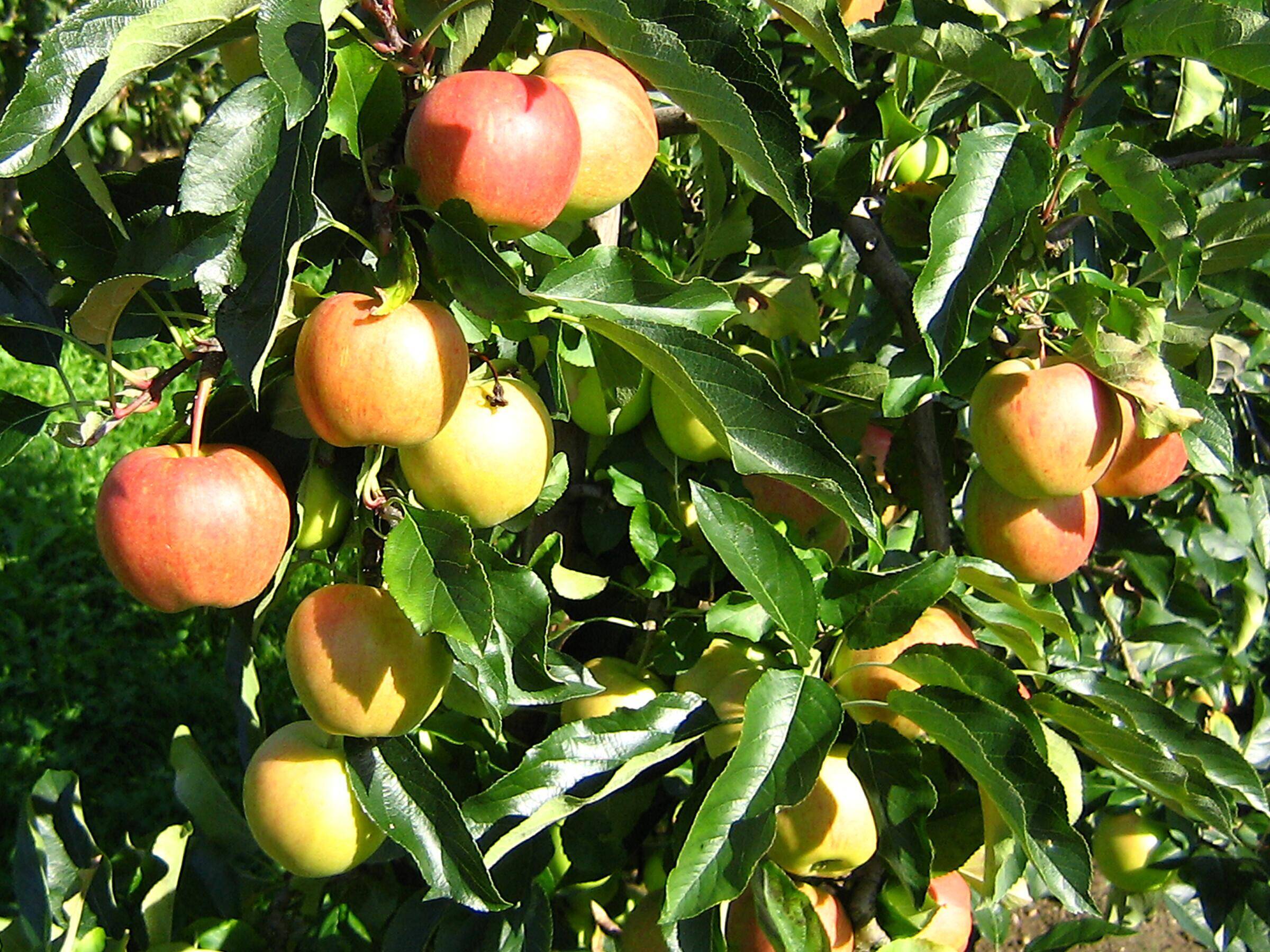Umgebung - Äpfel in Frickingen
